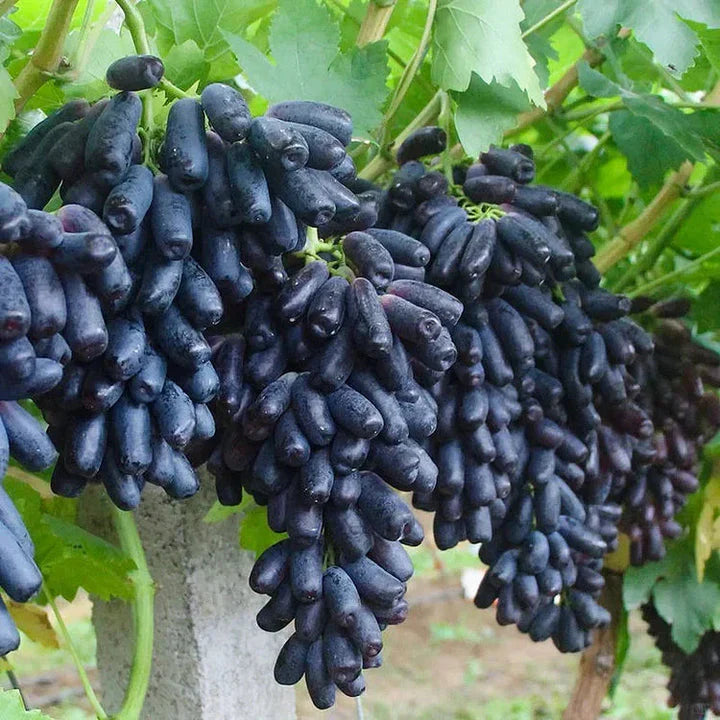 Sapphire Grapes Seeds