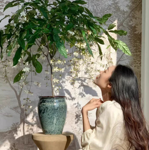 Hanging Jasmine Flower Seeds