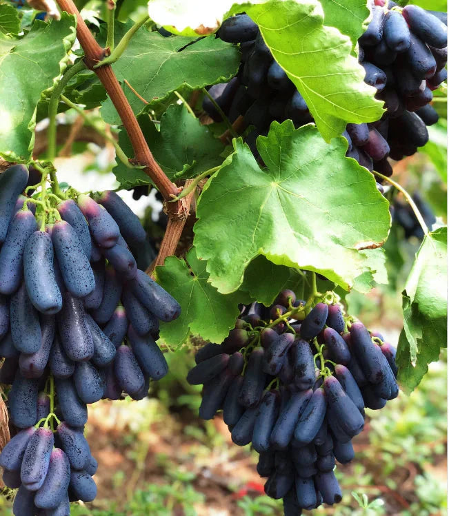 Sapphire Grapes Seeds