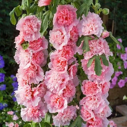 Imported Double Hollyhock Seeds