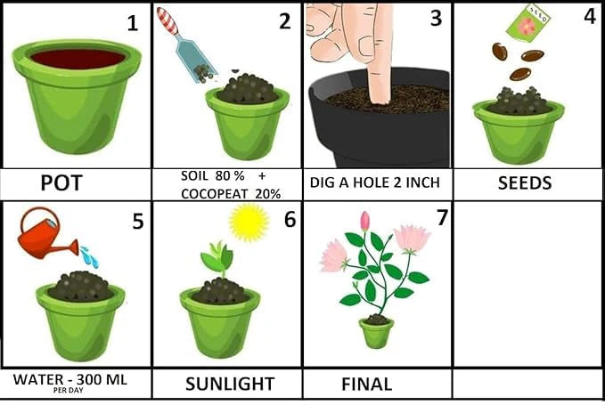 Super-Long Green Bean Seeds