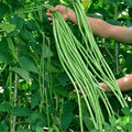 Super-Long Green Bean Seeds