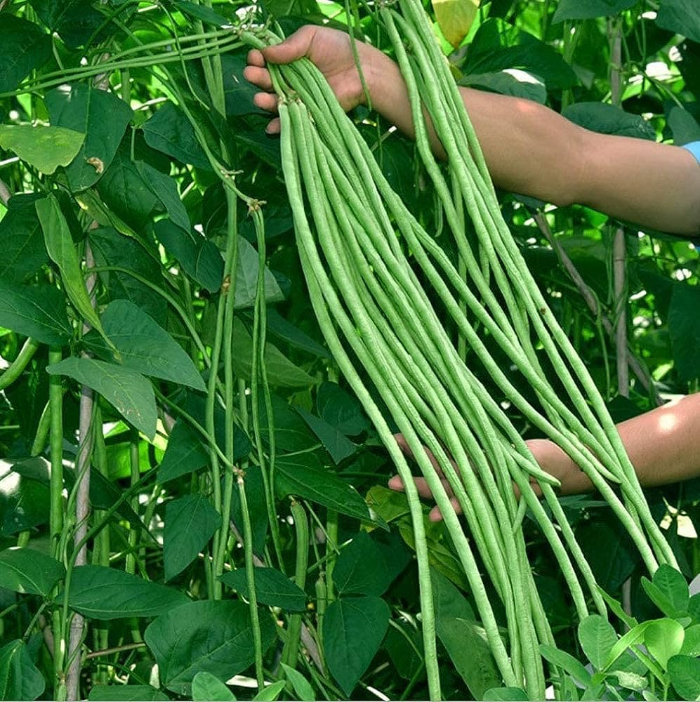 Super-Long Green Bean Seeds