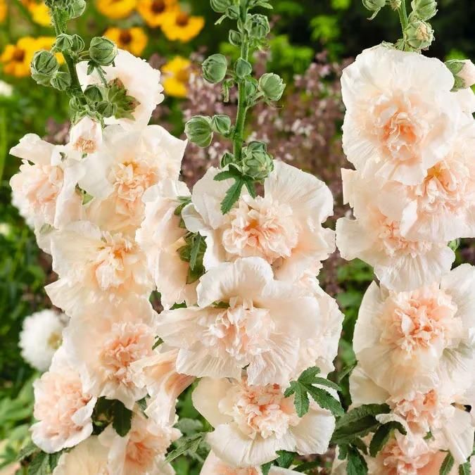 Imported Double Hollyhock Seeds