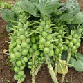 Brussels Sprouts Seeds