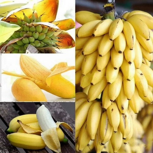Dwarf Banana Seeds