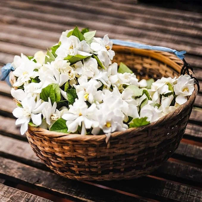 Hanging Jasmine Flower Seeds