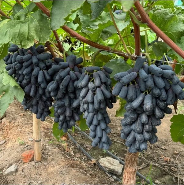 Sapphire Grapes Seeds