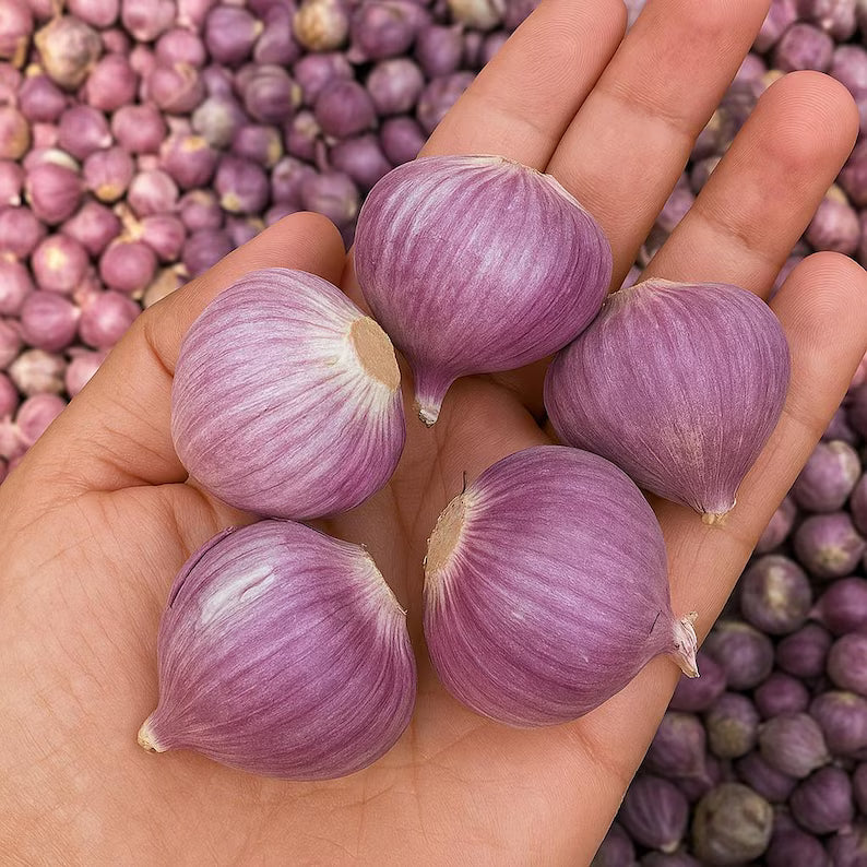 Single Clove Garlic Seeds